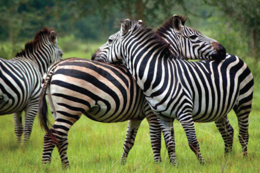 Lake Mburo National Park