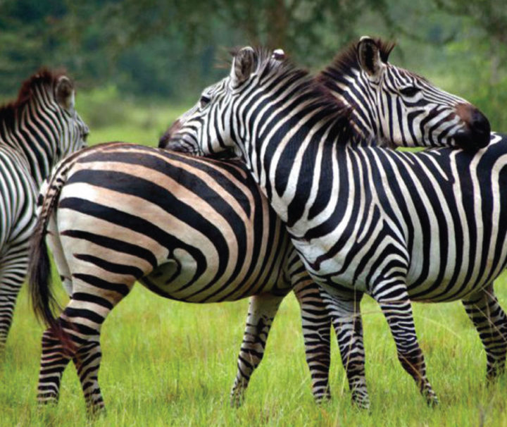 Lake Mburo National Park