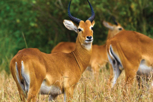 Tour Uganda, Kidepo Valley National park