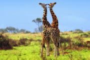 Uganda Safaris, Tour Uganda
