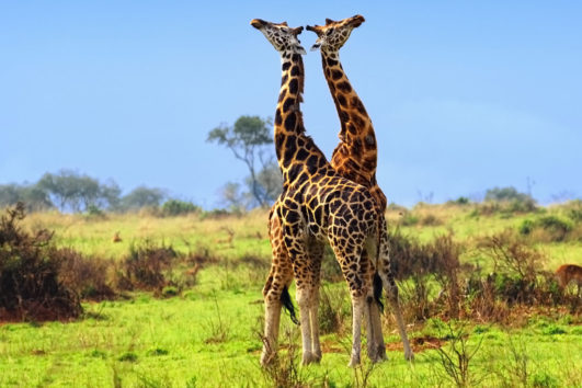 Uganda Safaris, Tour Uganda